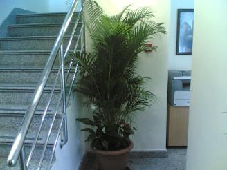 Arecca Plant